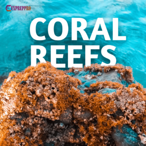 CORAL REEFS OR THE MOST DIVERSE ECOSYSTEM ON THE EARTH