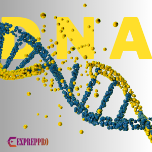 DNA OR DEOXYRIBONUCLEIC ACID