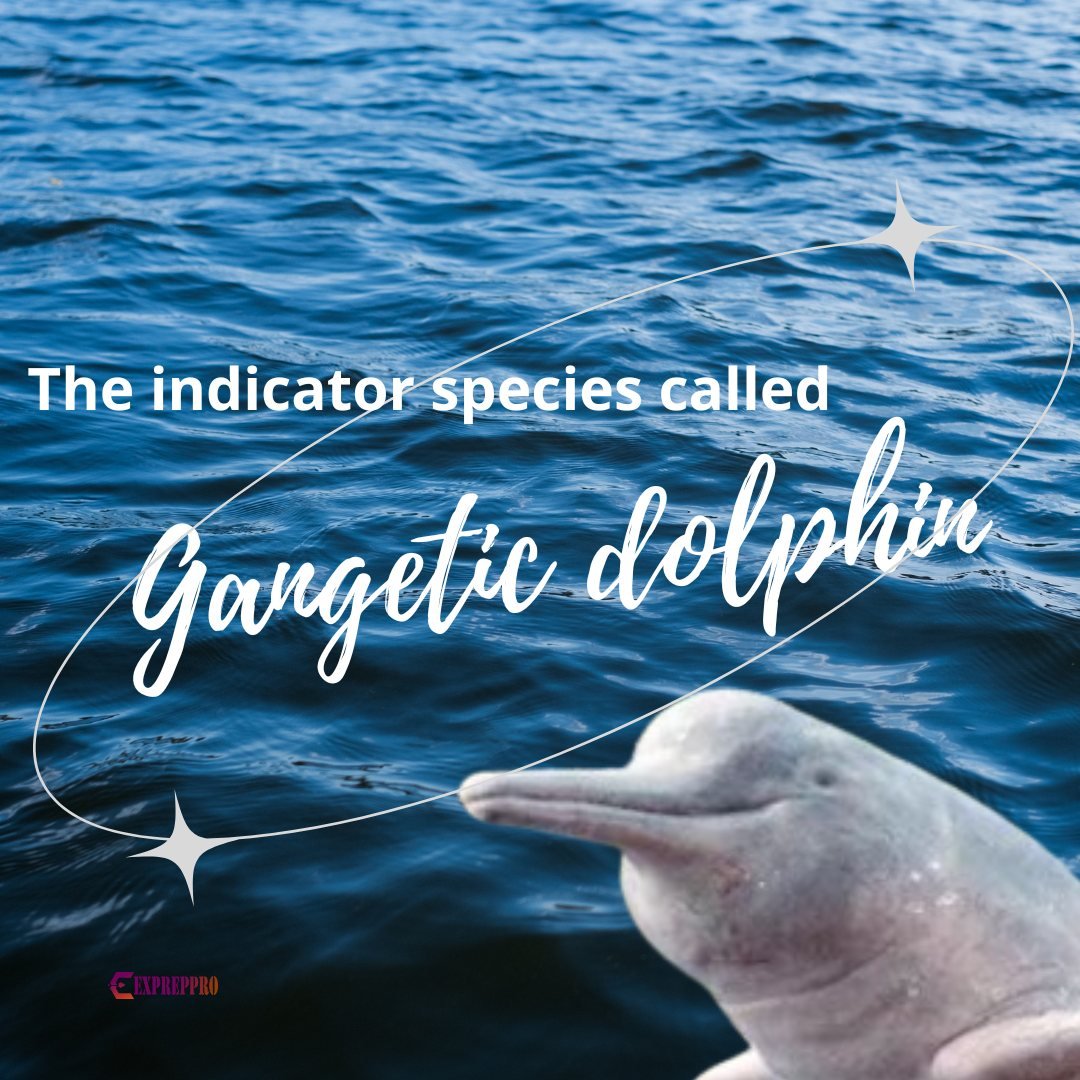 Ganga river dolphin