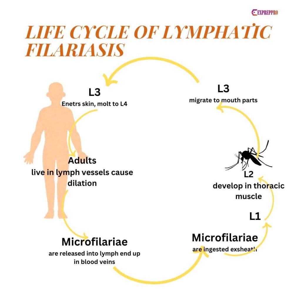 lymphatic filariasis 