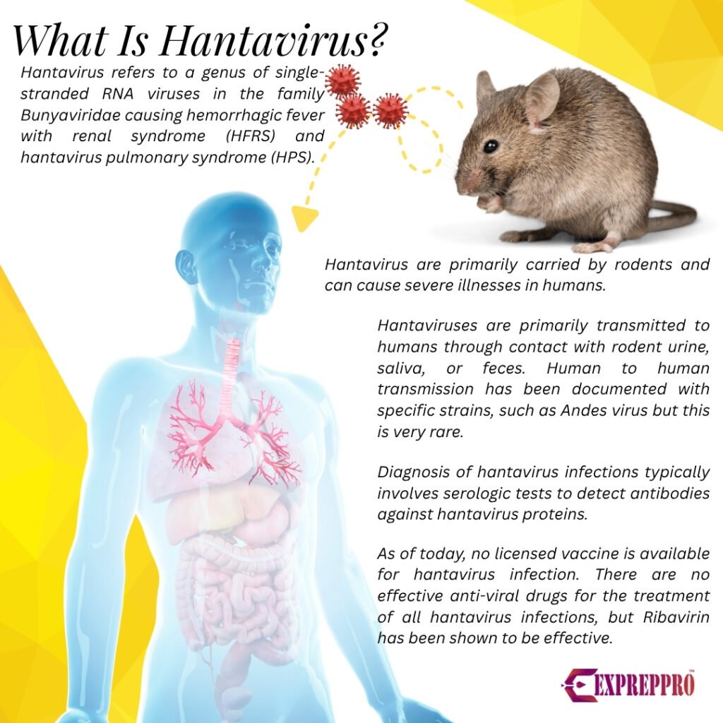 what is hantavirus